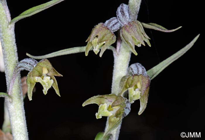 Epipactis microphylla