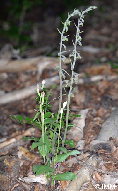 Epipactis microphylla et Cephalanthera damasonium