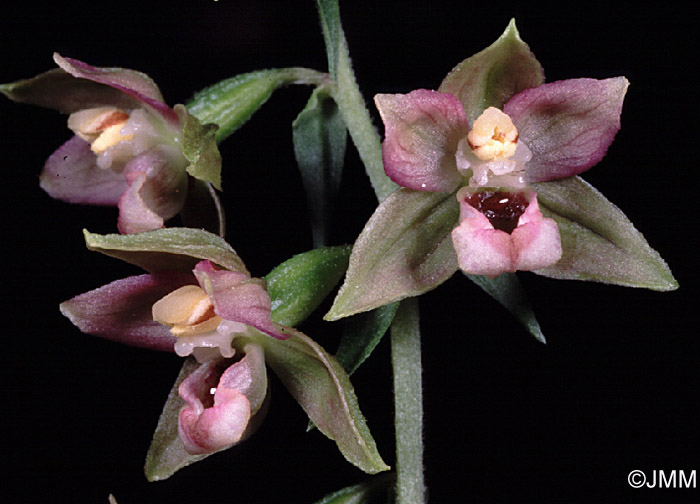 Epipactis helleborine var. minor