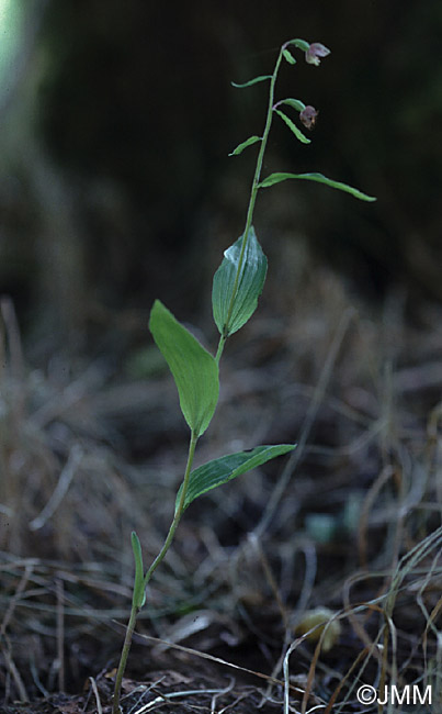 Epipactis helleborine var. minor