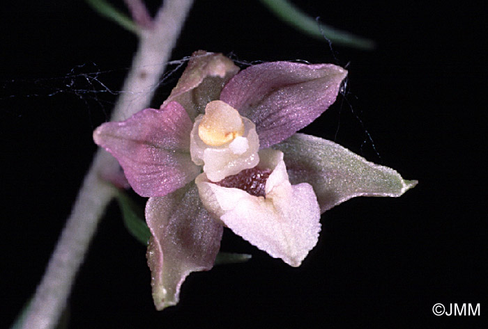 Epipactis helleborine var. minor