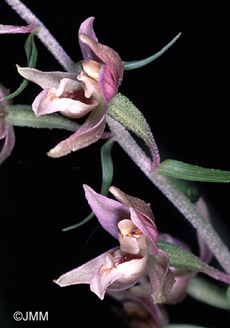 Epipactis helleborine var. minor