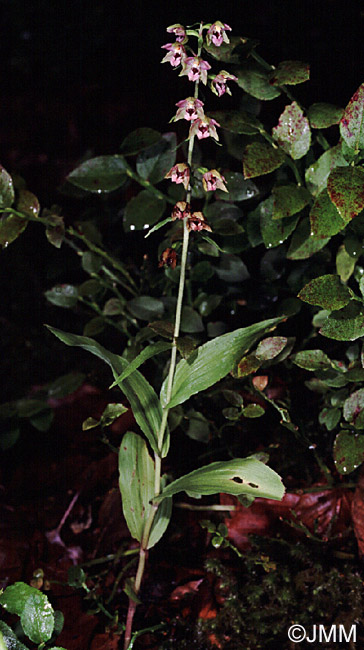 Epipactis helleborine var. minor