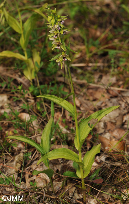 Epipactis helleborine var. minor