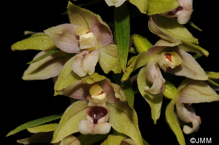 Epipactis helleborine var. minor