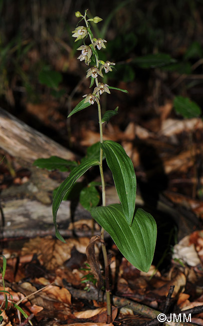 Epipactis helleborine var. minor