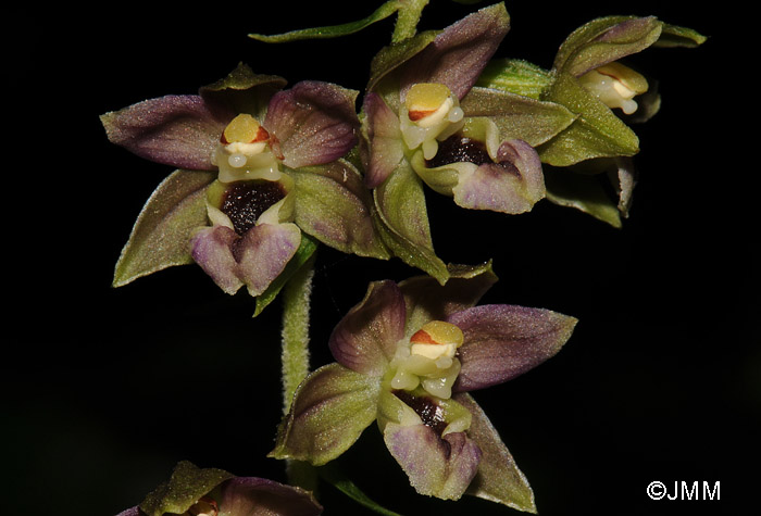 Epipactis helleborine var. minor