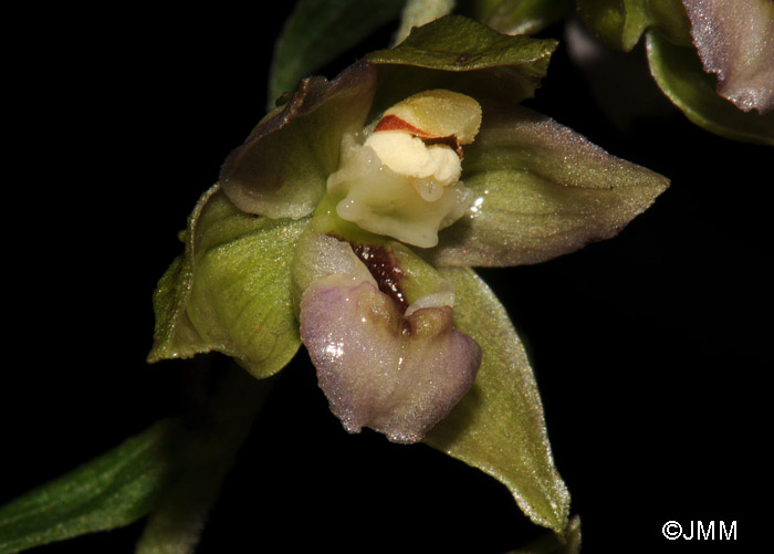 Epipactis helleborine var. minor