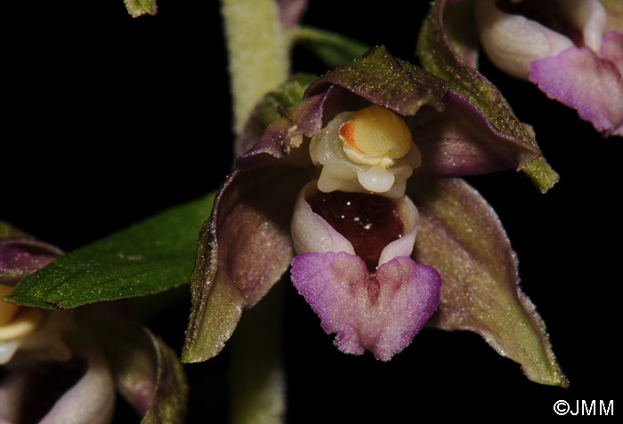 Epipactis helleborine var. minor