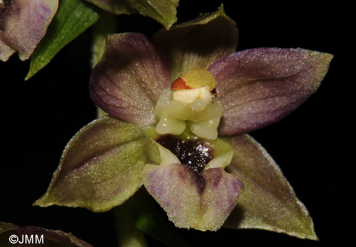 Epipactis helleborine var. minor