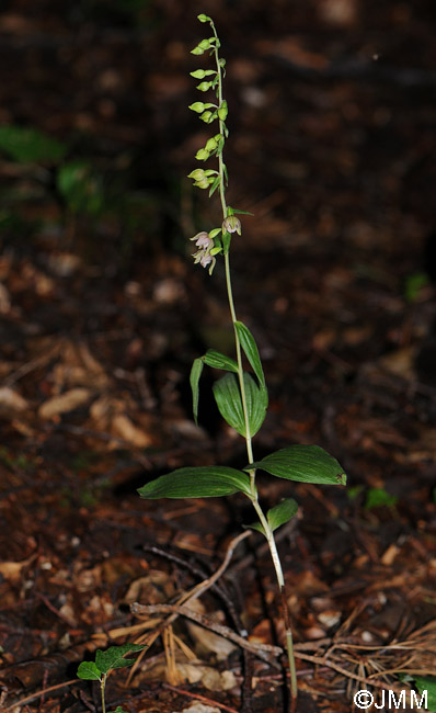 Epipactis helleborine var. minor