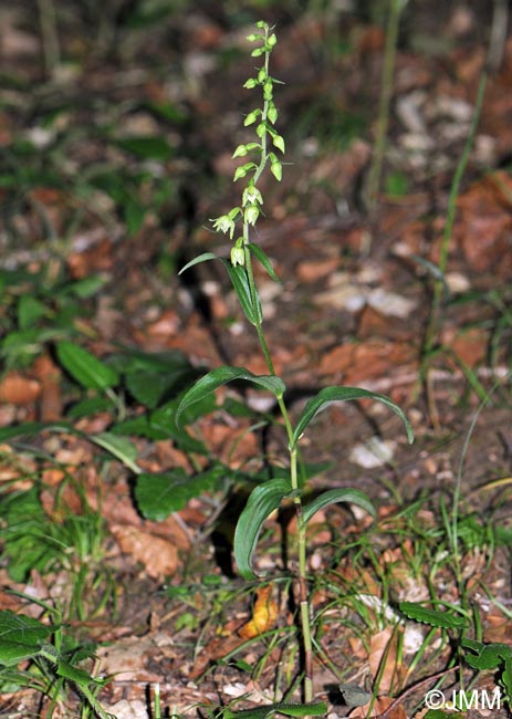 Epipactis muelleri