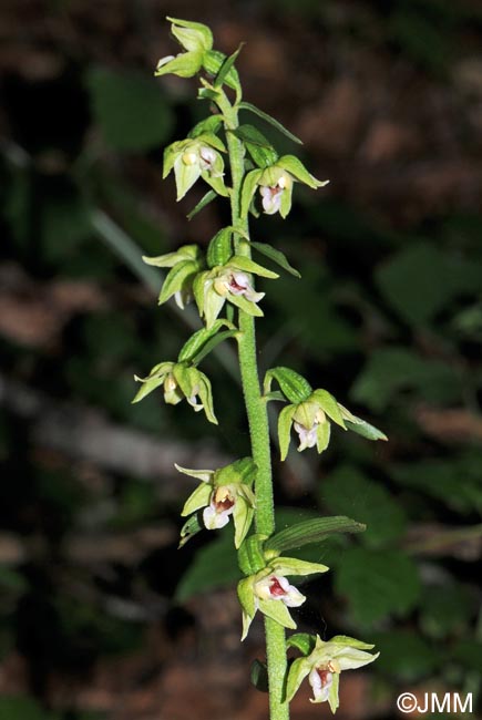 Epipactis muelleri