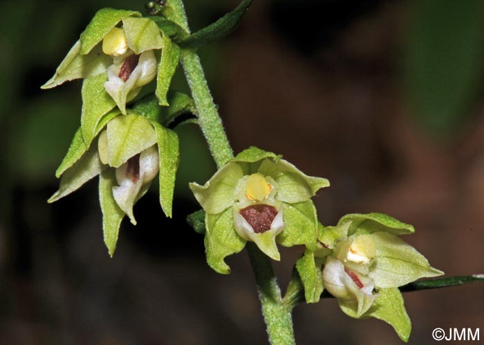 Epipactis muelleri