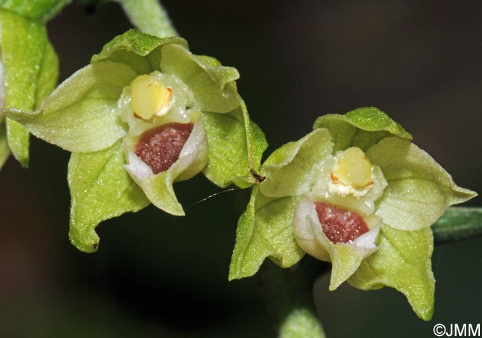 Epipactis muelleri