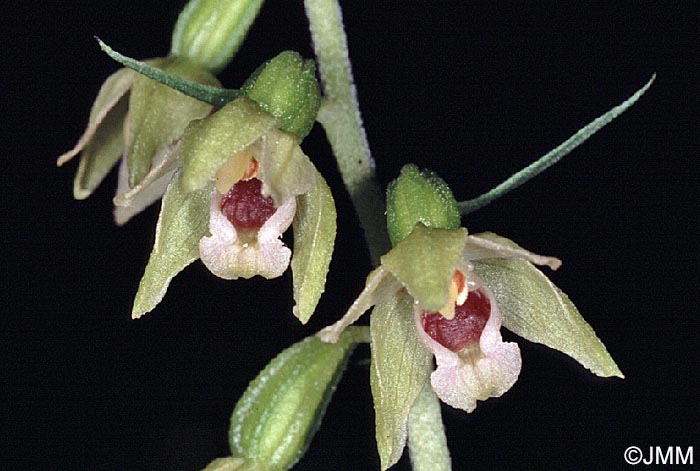 Epipactis muelleri