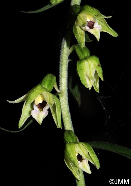 Epipactis muelleri