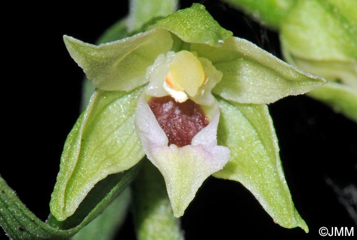 Epipactis muelleri