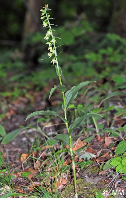 Epipactis muelleri