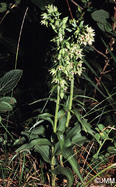 Epipactis muelleri