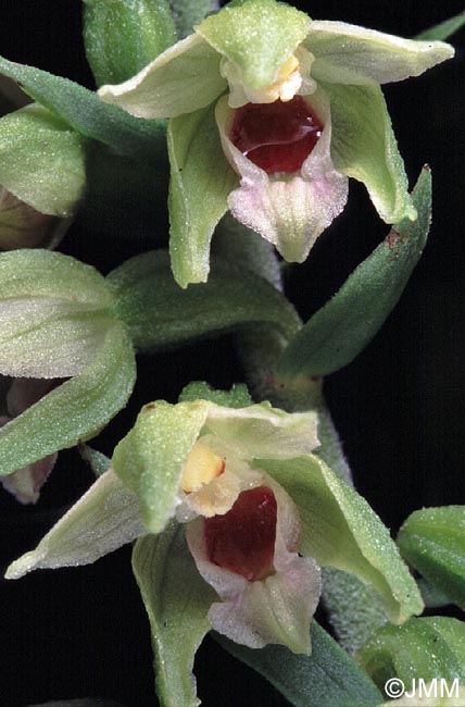 Epipactis muelleri