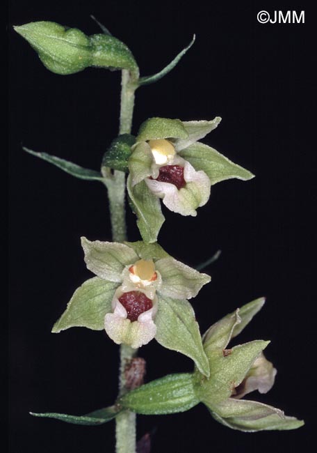 Epipactis muelleri