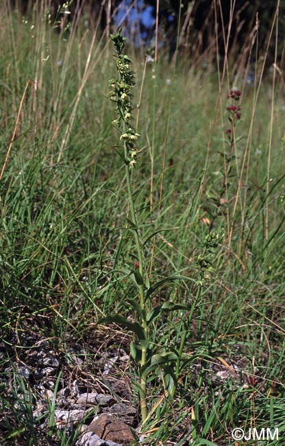 Epipactis muelleri