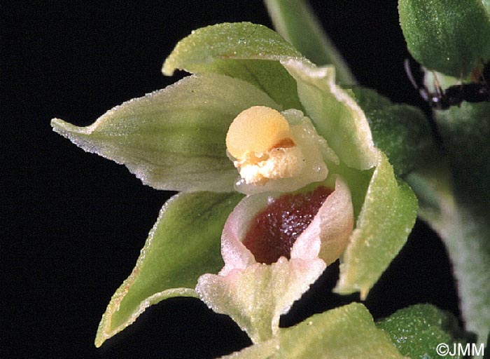 Epipactis muelleri