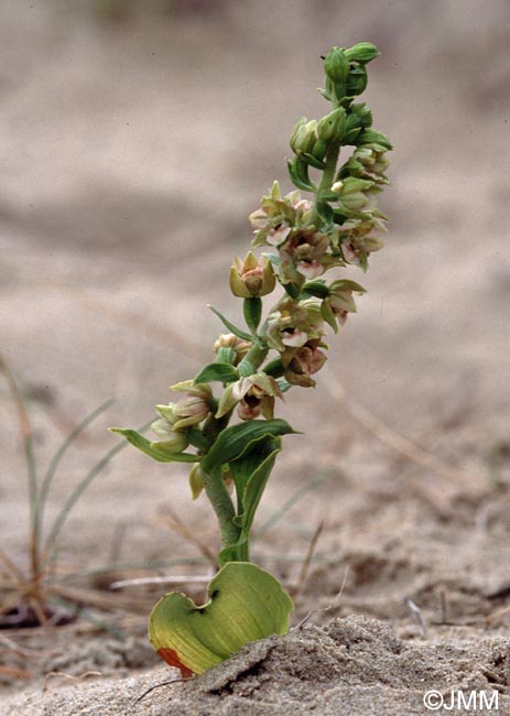 Epipactis neerlandica