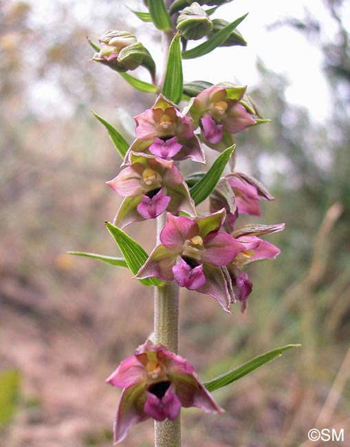 Epipactis neerlandica