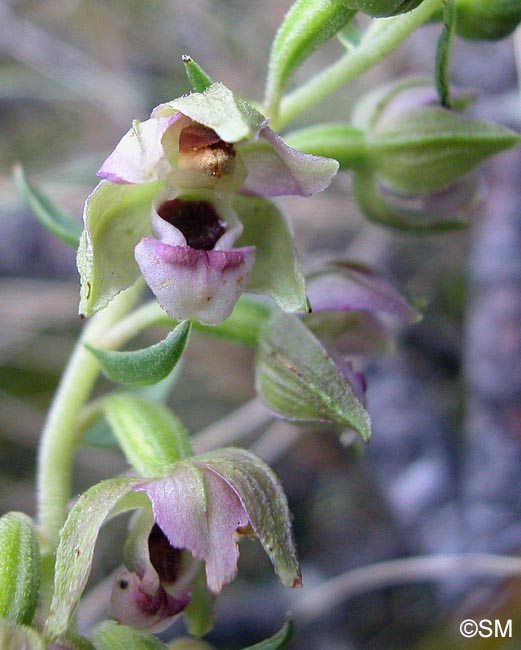 Epipactis neerlandica