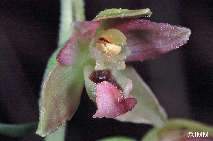 Epipactis neerlandica