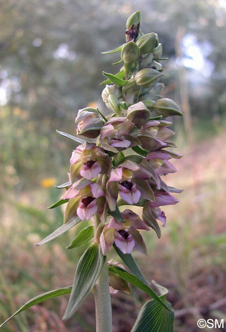 Epipactis neerlandica