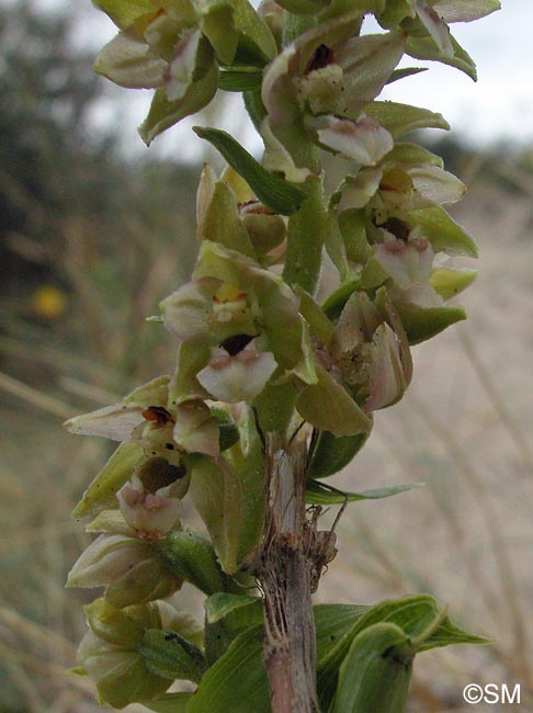 Epipactis neerlandica