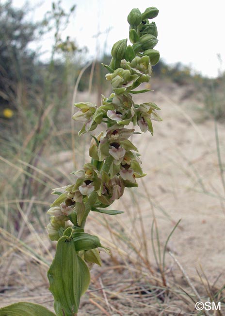 Epipactis neerlandica