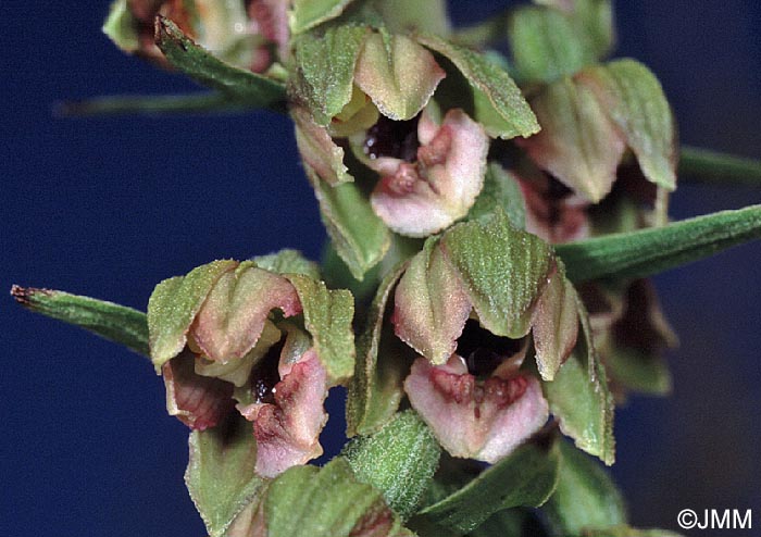 Epipactis neerlandica