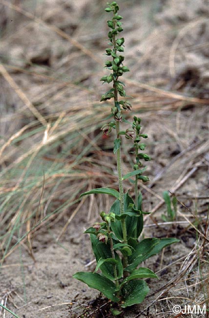 Epipactis neerlandica