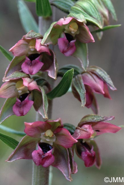 Epipactis neerlandica