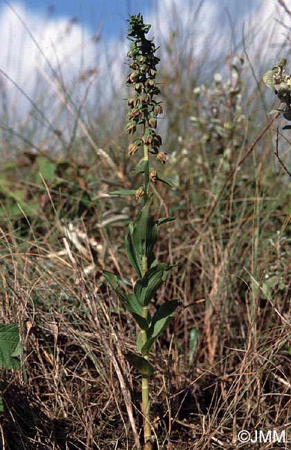 Epipactis neerlandica