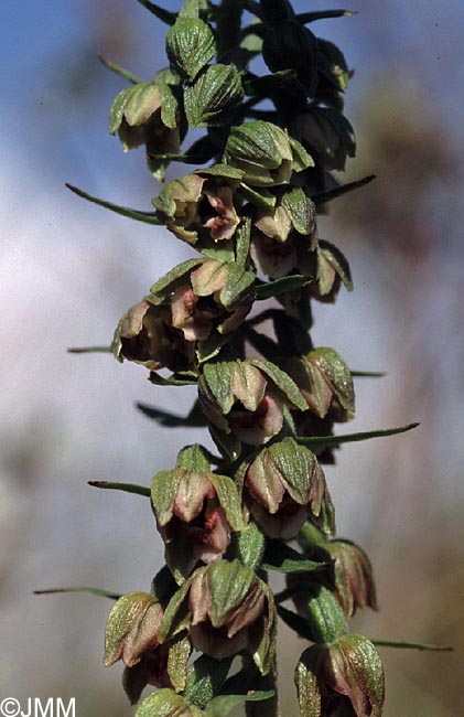 Epipactis neerlandica