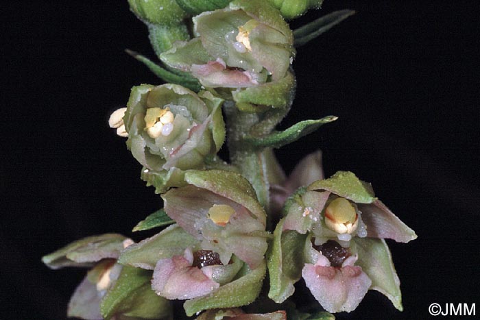 Epipactis neerlandica