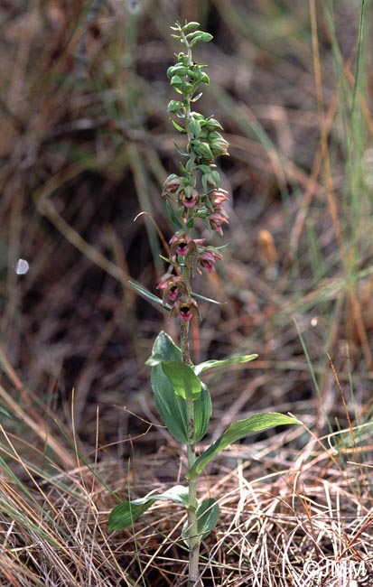 Epipactis neerlandica