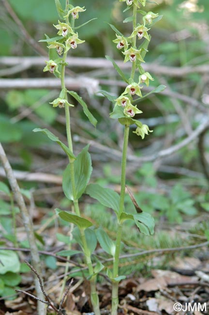 Epipactis leptochila var. neglecta