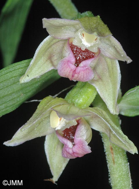 Epipactis leptochila var. neglecta