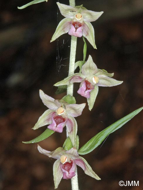 Epipactis leptochila var. neglecta