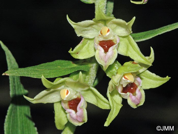 Epipactis leptochila var. neglecta