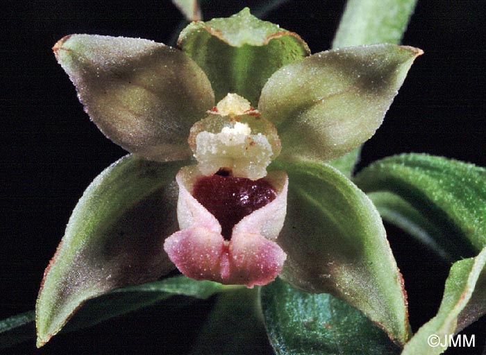 Epipactis leptochila var. neglecta