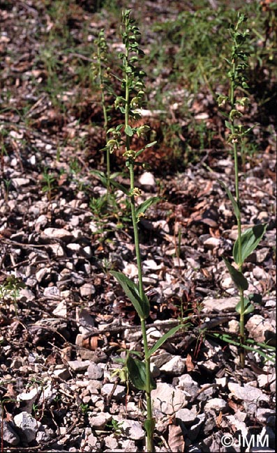 Epipactis leptochila var. neglecta