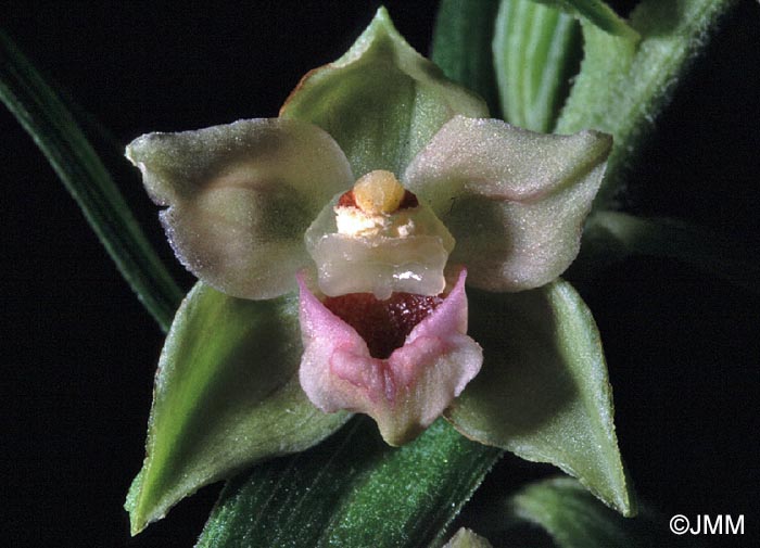 Epipactis leptochila var. neglecta