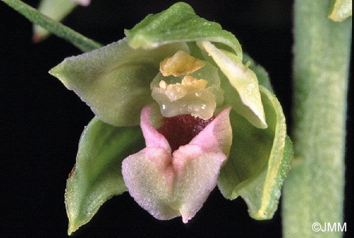 Epipactis leptochila var. neglecta